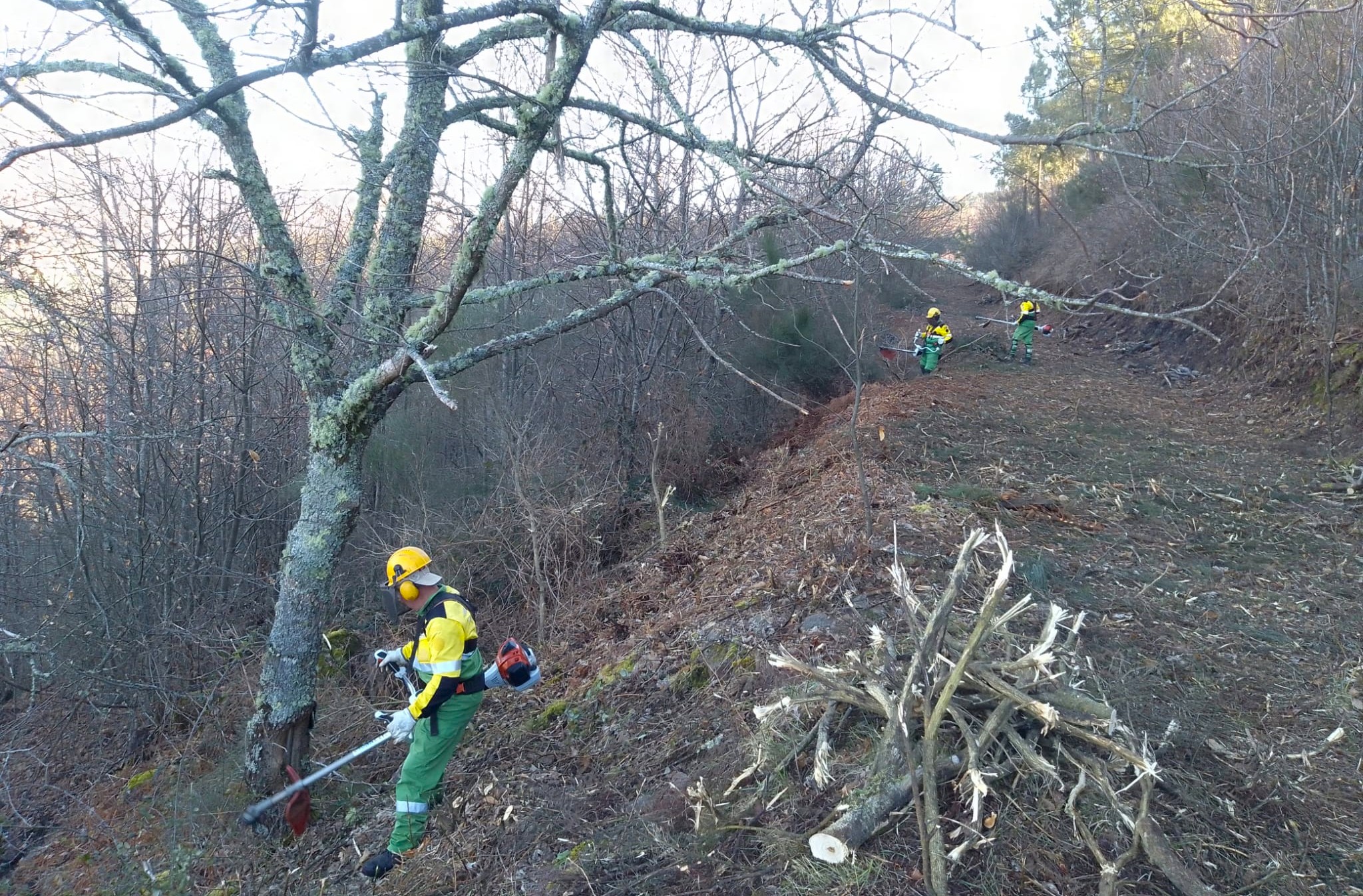 Proprietários têm até 31 de maio para limpar terrenos em Lamego